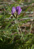 Strandvedel (Astragalus danicus)