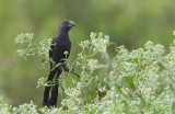Smooth-billed Ani (Crotophaga ani)