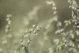 Gråbo (Artemisia vulgaris)	