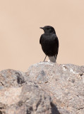 Mourning Wheatear (Oenanthe lugens warriae)