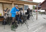 Looking for Rustic Bunting