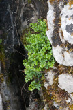 Murruta (Asplenium ruta-muraria)