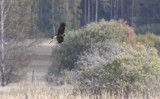 Brun kärrhök (Circus aeruginosus)