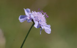 Luktvädd (Scabiosa canescens)
