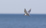  Arctic Tern (Sterna paradisaea)