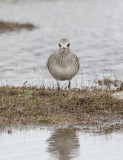 Grey Plover (Pluvialis squatarola)