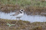 Common Ringed Plover (Charadrius hiaticula)