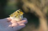 Pallass Leaf Warbler (Phylloscopus proregulus)