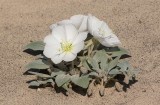 Desert Flower, California