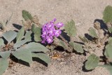 Desert Flower, California
