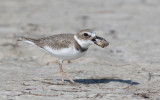 Wilson's Plover (Charadrius wilsonia)