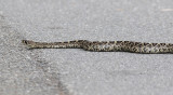 Eastern Diamondback Rattlesnake (Crotalus adamanteus)