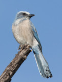 Florida Scrub-Jay (Aphelocoma coerulescens)