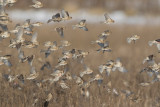 Common Redpoll (Acanthis flammea)	 