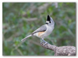 Black-Crested Titmouse/Msange  plumet noir