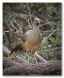 Plain Chachalaca/Ortalide chacamel