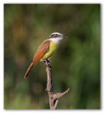 Great Kiskadee/Tyran quiquivi