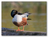 Northern Shoveler/Canard Souchet