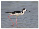 Black neck Stilt/chasse dAmrique