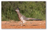 Roadrunner/Grand Gocoucou 