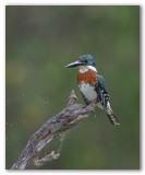 Green Kingfisher/Martin-pêcheur vert