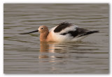 American Avocet/Avocette dAmérique