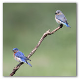Eastern Bluebirds/Merlebleus de lest 
