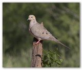 Mourning Dove/Tourtelle triste