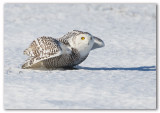 Snowy Owl/Harfang des neiges.