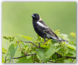 Bobolink/Goglu des prés