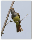 Great crested Flycatcher/Tyran huppé