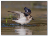 Bairds Sandpiper/Bécasseau de Baird