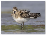 De Bairds Sandpiper/Bécasseau de Baird
