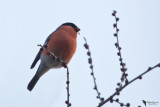 Eurasian Bullfinch (Pyrrhula pyrrhula)