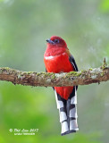 Red Headed Trogon (Male)