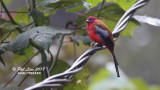 Red Headed Trogon (Male)