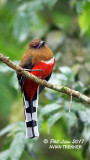 Red Headed Trogon (Female)