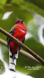 Red Headed Trogon (Male)