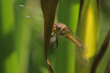 Steenrode Heidelibel