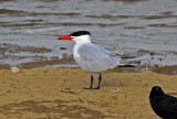 Caspian Tern 2016-04-26