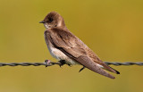 Northern Rough-winged Swallow 2016-05-29