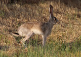 Black-tailed Jackrabbit 2016-06-12