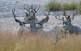 Mule Deer 2016-09-18