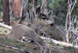 Mule Deer 2017-04-08