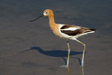 American Avocet 2017-06-20