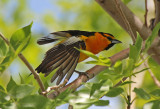 Bullocks Oriole 2017-06-01