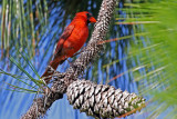 Northern Cardinal 2017-07-16