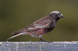 Black Rosy-Finch 2018-04-07