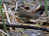 Northern Waterthrush 2018-05-14