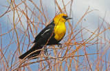 Yellow-headed Blackbird 2018-05-06